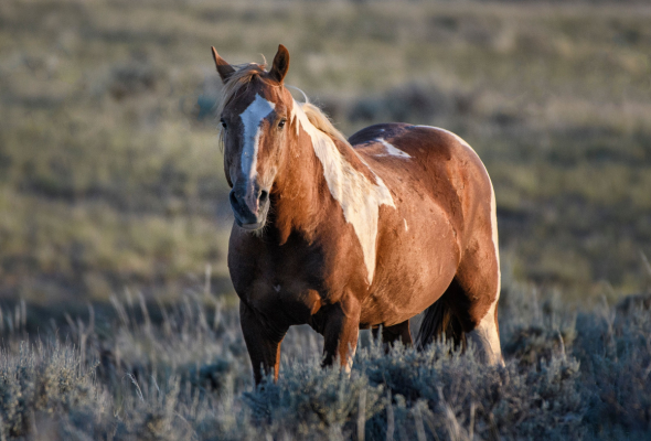 Picture of horse in field