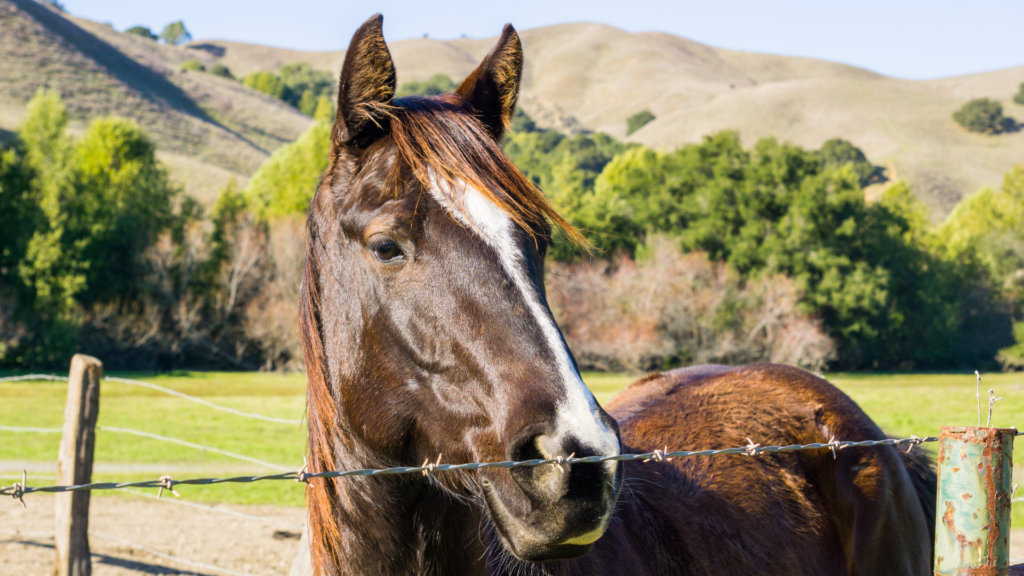 services kalos equestrian header 1.webp